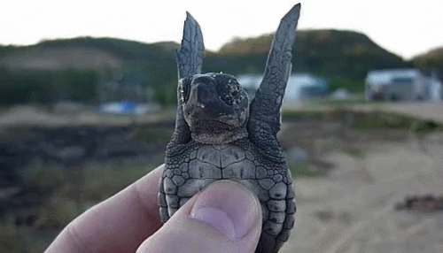 waving turtle
